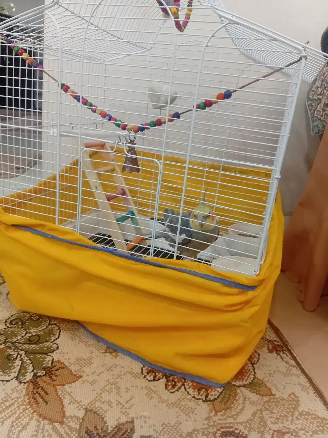 عروس هلندی|پرنده|بروجرد, |دیوار