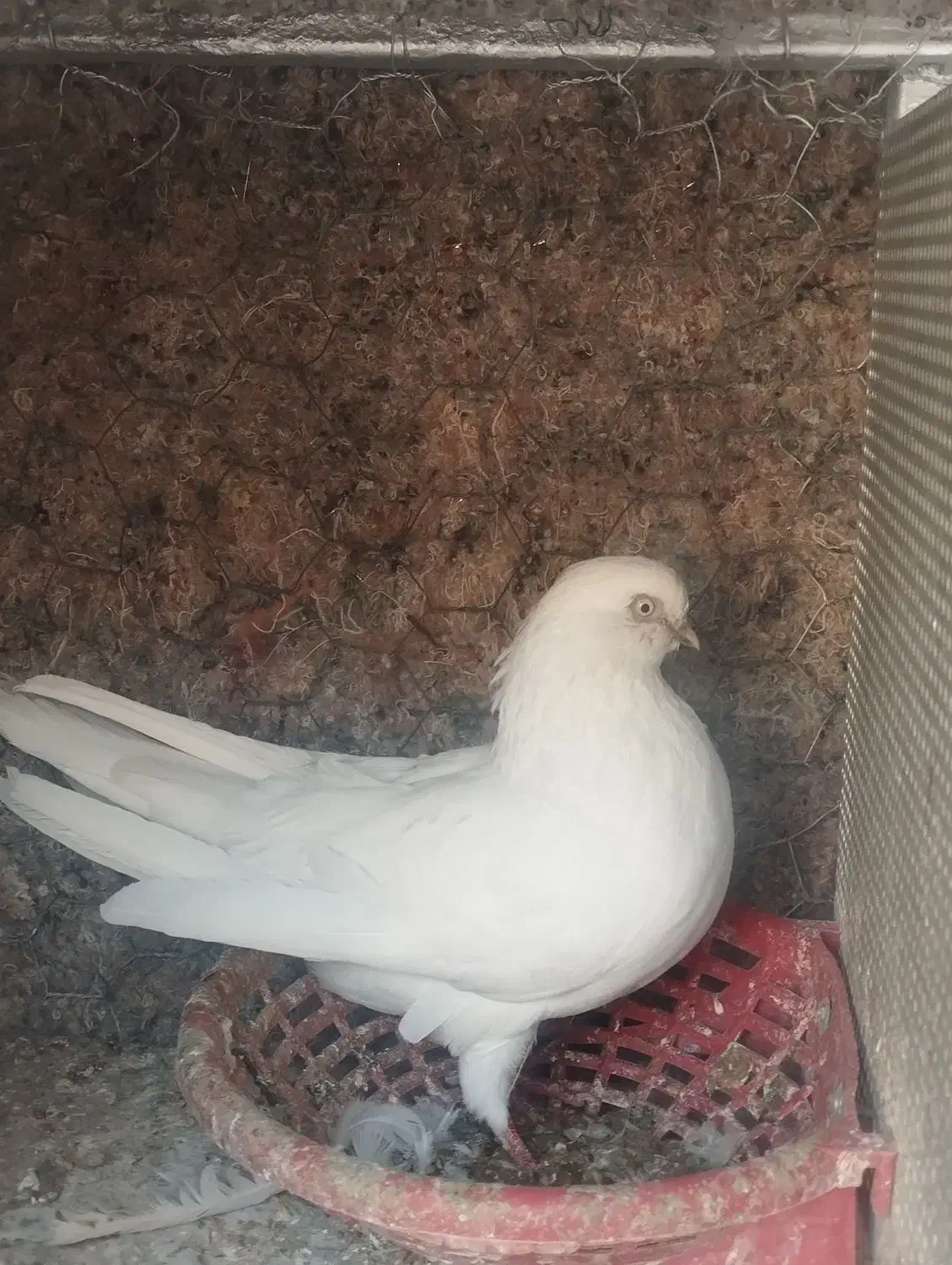 نر نوک ریز|پرنده|برخوار, |دیوار