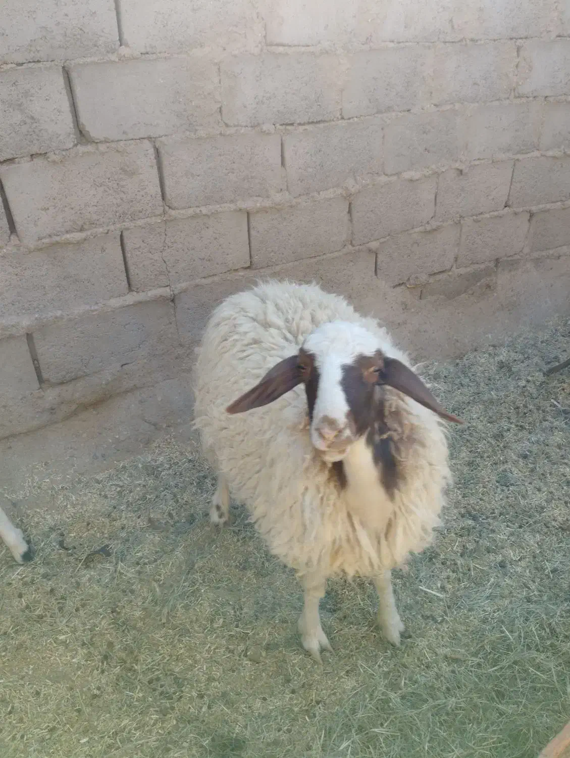 دوعدد بزغاله نر و یک عدد بره|حیوانات مزرعه|طبس, |دیوار