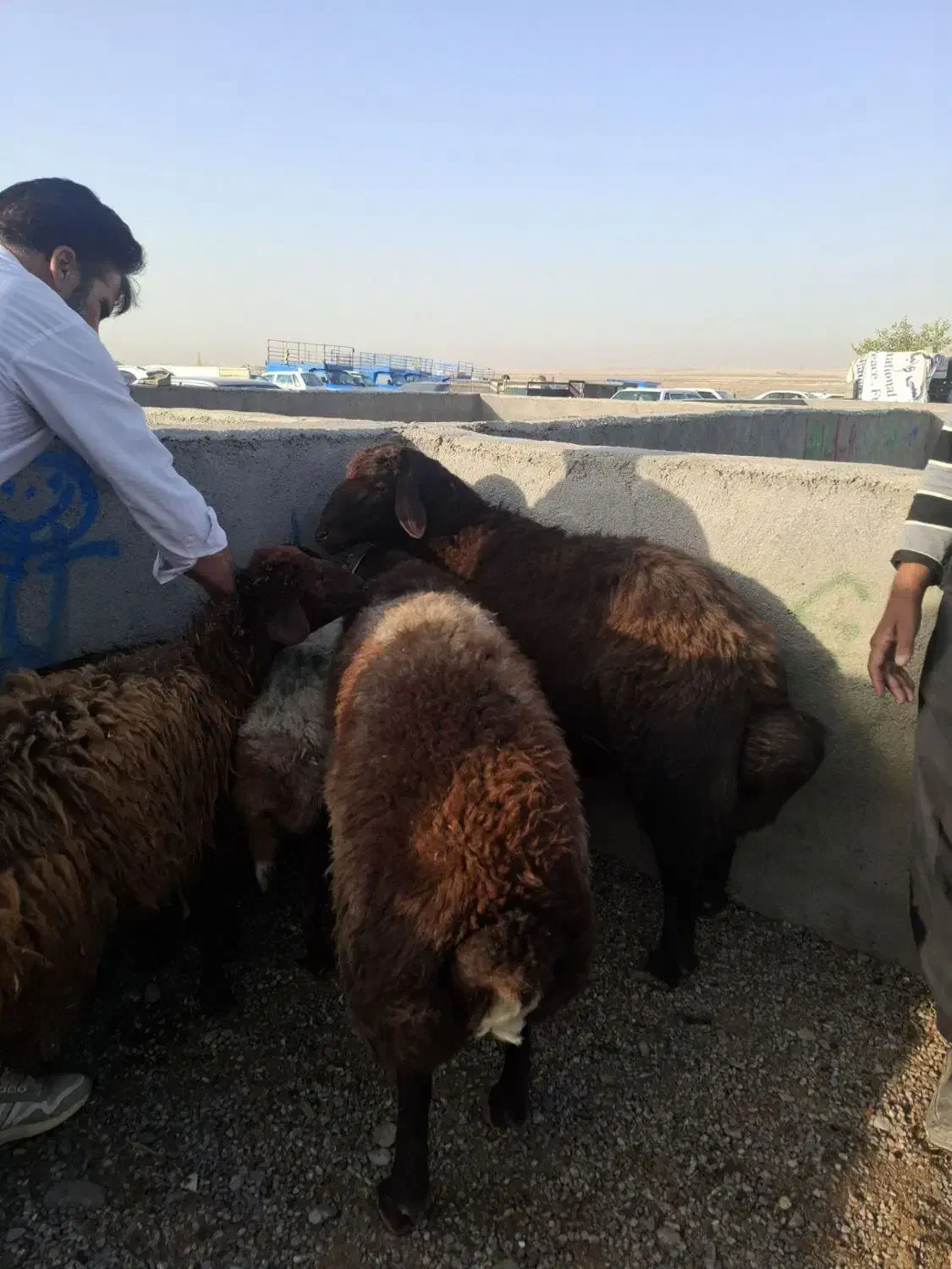 دامداری افشار گوسفند زنده کل نقاط مشهد|حیوانات مزرعه|مشهد, نوید|دیوار