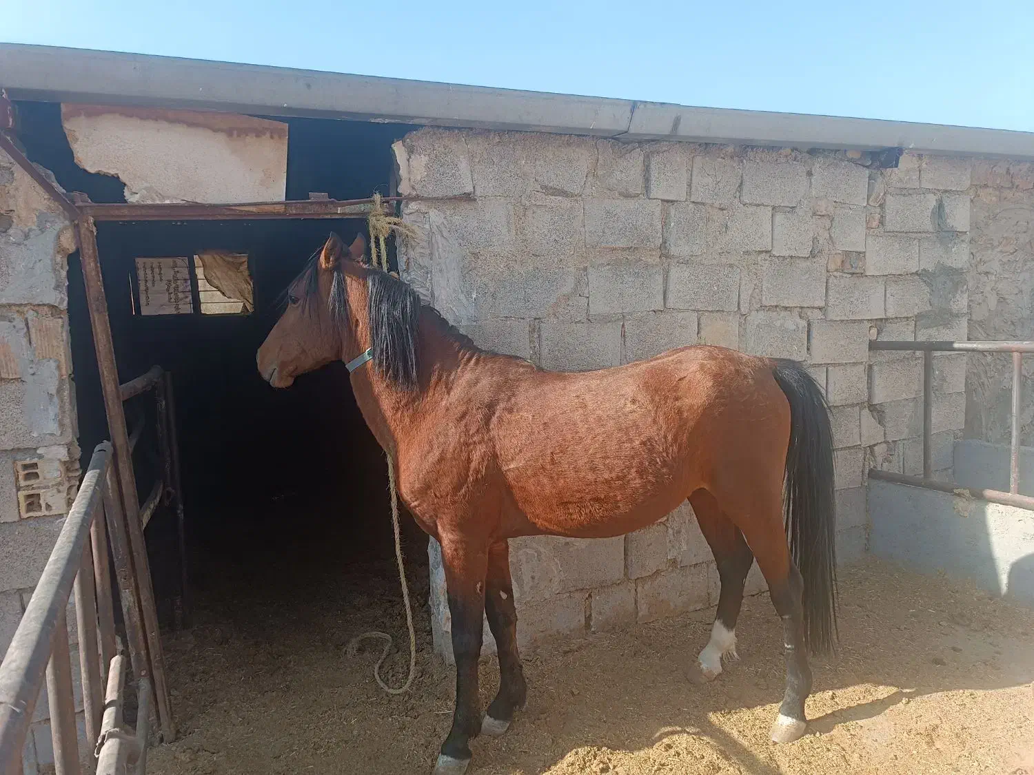 اسب کرد خالص|اسب و تجهیزات اسب‌سواری|الیگودرز, |دیوار