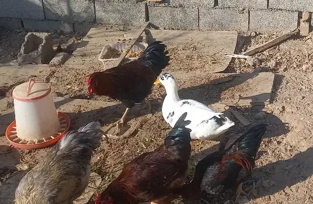 خروس|حیوانات مزرعه|مشهد, انصار|دیوار