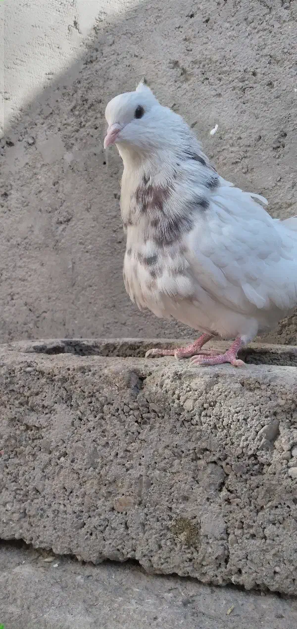 طوقی کبوتر|پرنده|کنگاور, |دیوار