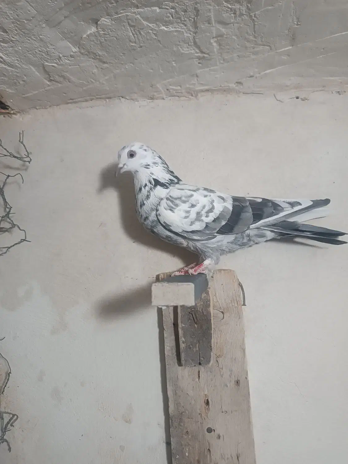 کبوتر پرشی|پرنده|فاضل آباد, |دیوار