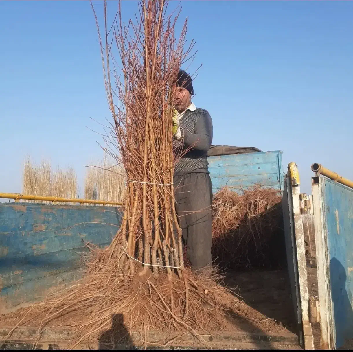 فروش انواع نهال‌های پیوندی و اصلاح شده|حراج|ساری, |دیوار