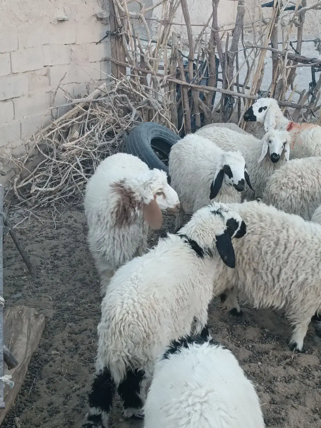 بره|حیوانات مزرعه|خاش, |دیوار