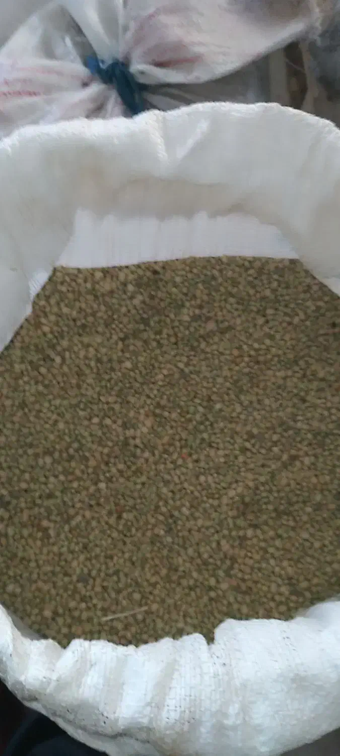 لوبیا اشی لوبیا|حراج|دره شهر, |دیوار