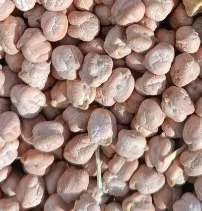 نخود درجه یک سایز درشت|خوردنی و آشامیدنی|درگزین, |دیوار