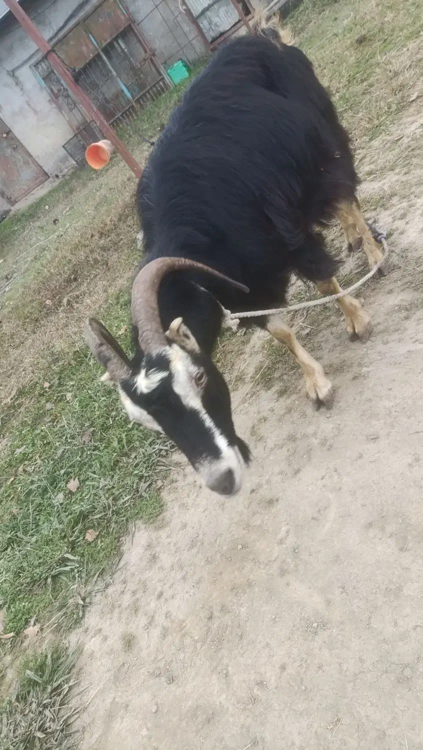 بز ماده|حیوانات مزرعه|رضوانشهر, |دیوار