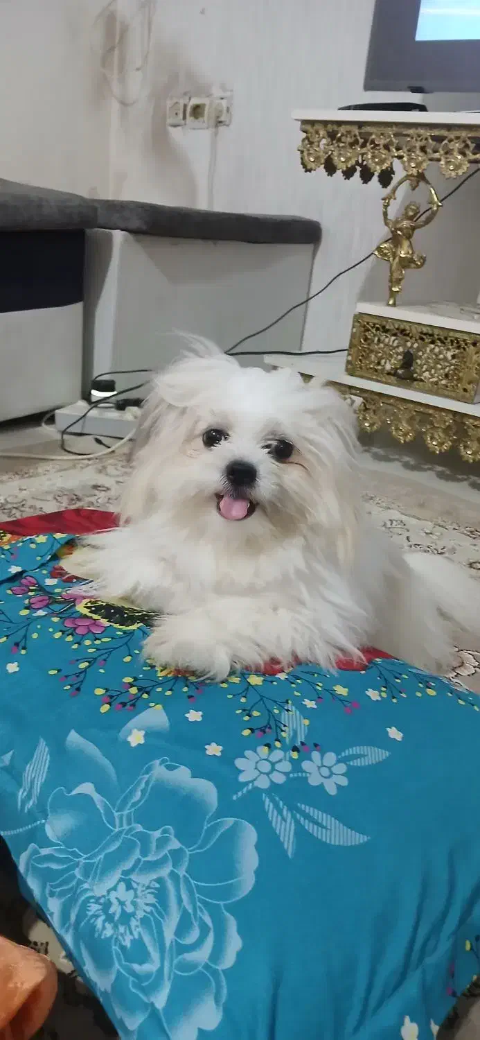 سگ بسیار آروم و بامزه|سگ|رشت, دیلمان|دیوار