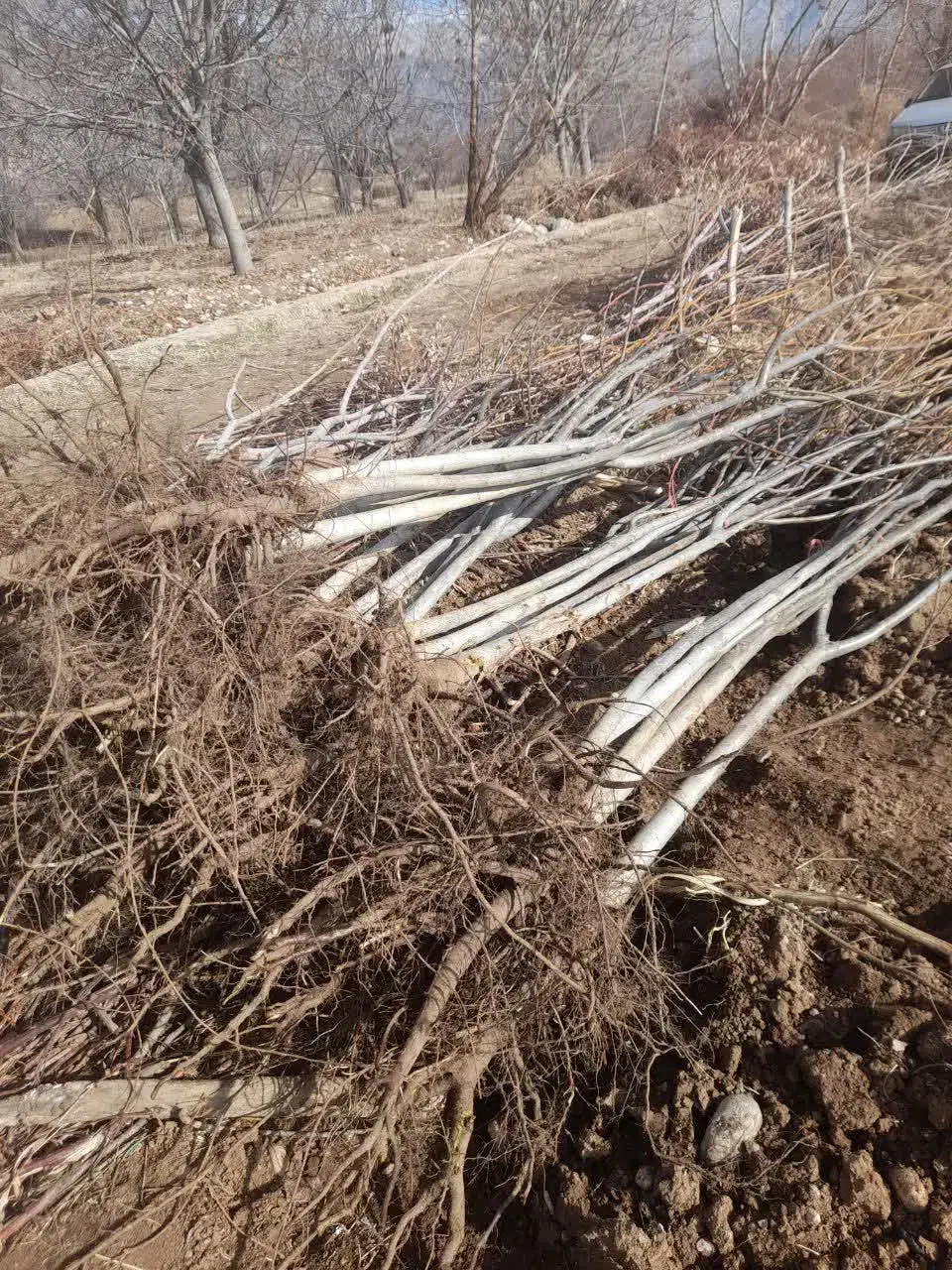 نهال تظمینی اسرایلی|خدمات باغبانی و درختکاری|همدان, |دیوار