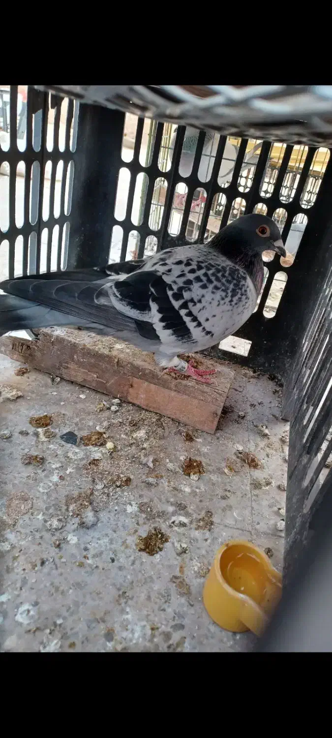 پلاکی|حیوانات|اهواز, نادری|دیوار