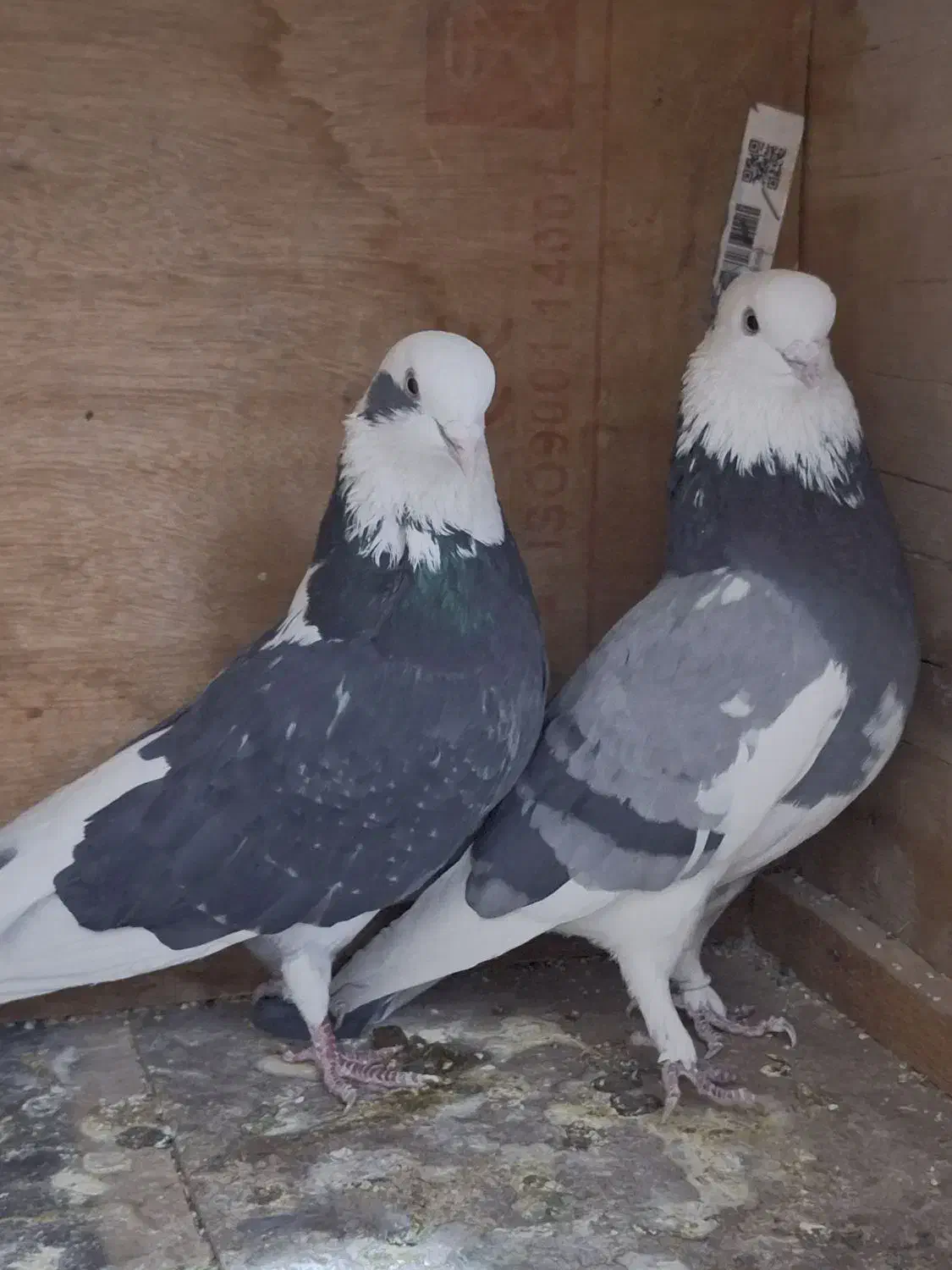 کبوتر پرشی|پرنده|ارومیه, |دیوار