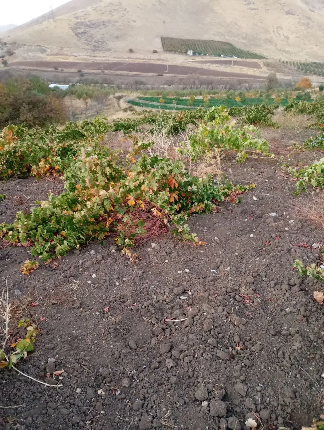 فروش زمین|فروش زمین و ملک کلنگی|پیرانشهر, |دیوار