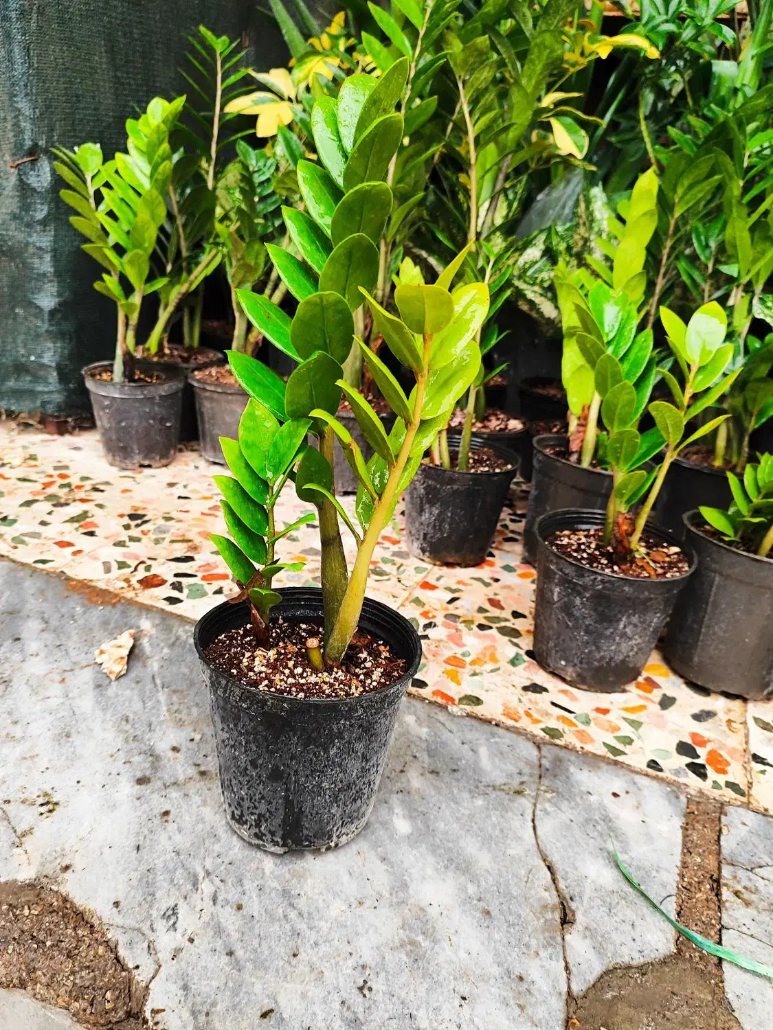 زاموفیلیا|گل و گیاه طبیعی|اهواز, فدک|دیوار