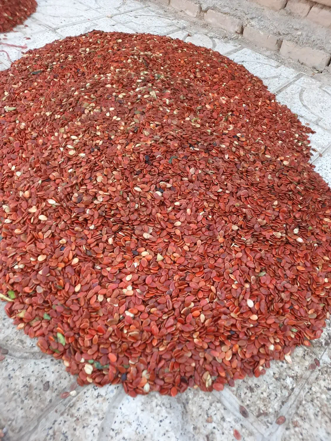 تخم هندوانه ژاپنی دونه درشت درجه یک|خوردنی و آشامیدنی|قلندر آباد, |دیوار