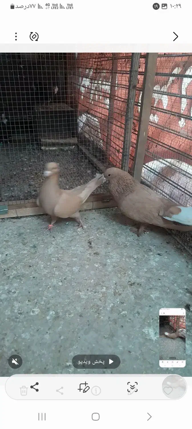 کفتر جفتی|پرنده|چترود, |دیوار