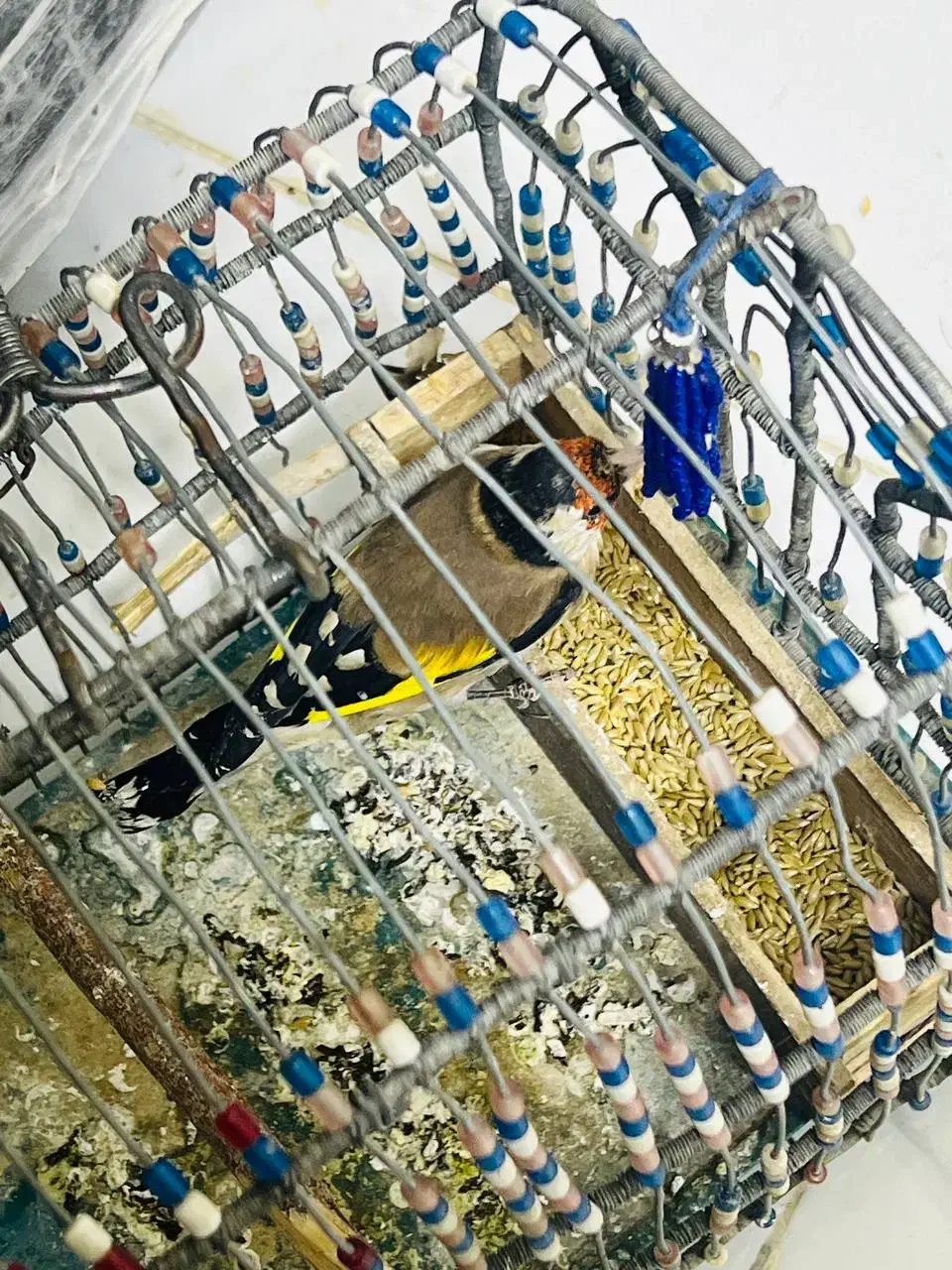 سیره قناری|پرنده|سرپل ذهاب, |دیوار