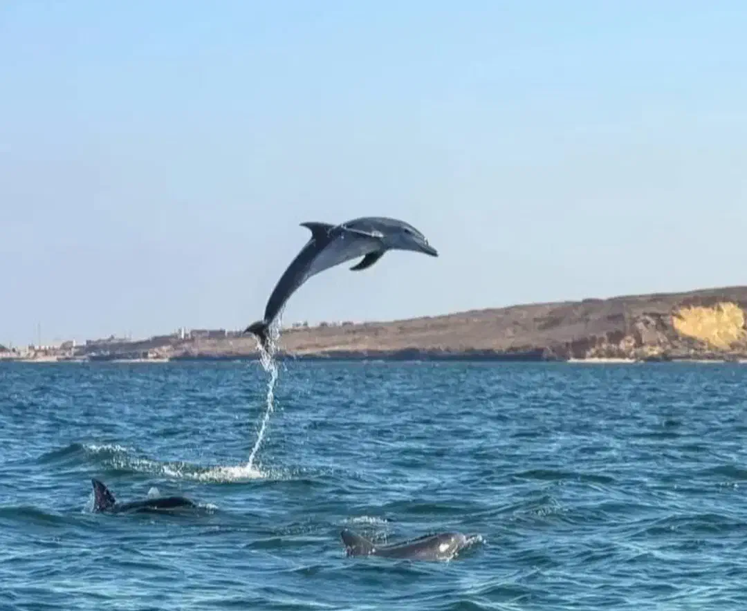 تور گشت جزیره قشم و هنگام با ون تویوتا هایس  اقامت|تور و چارتر|قشم, |دیوار