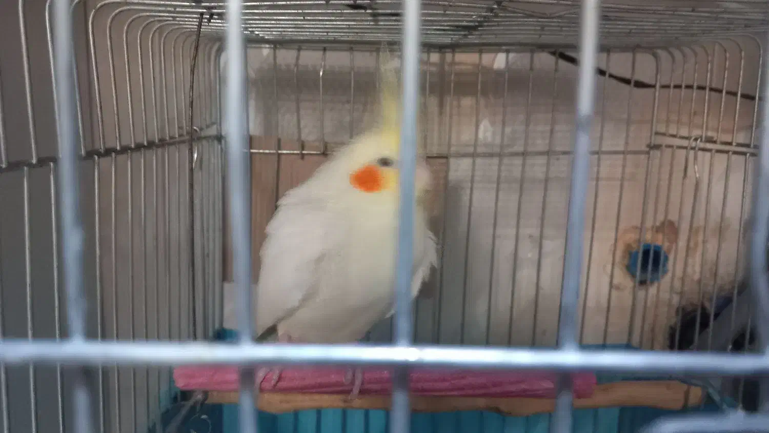 ۳ عدد عروس هلندی|پرنده|باقرشهر, |دیوار