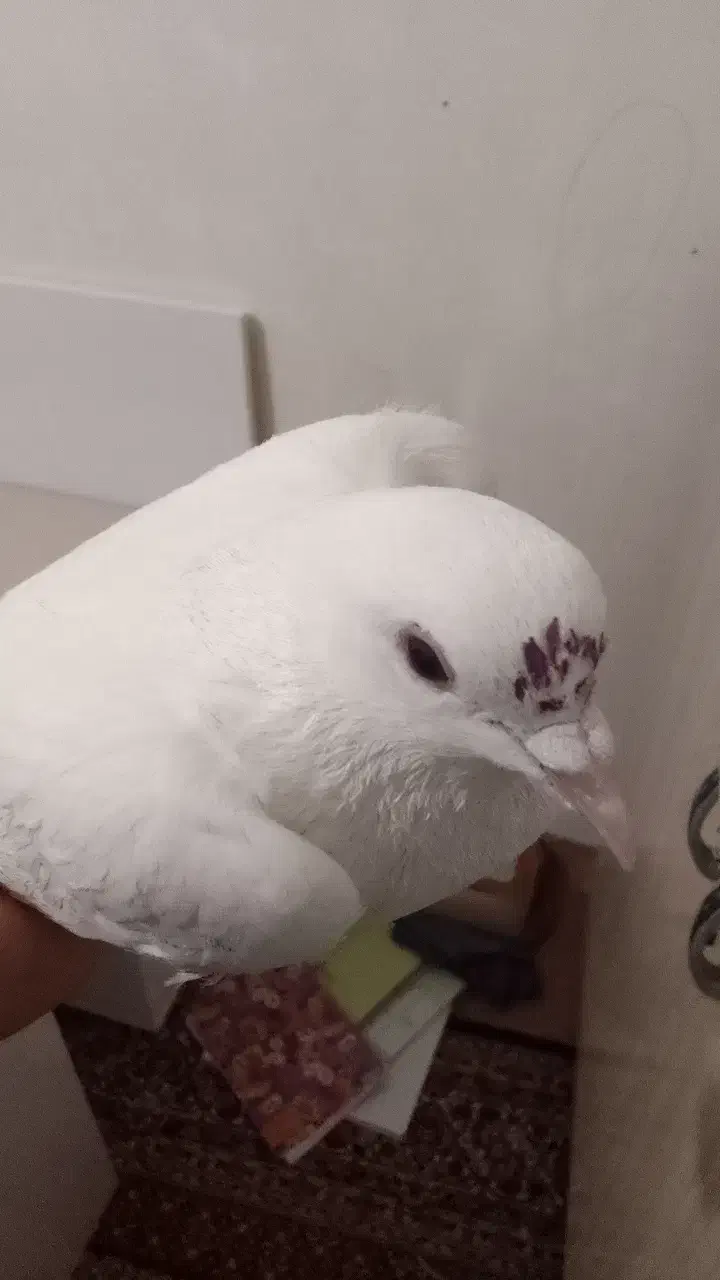 کفتر گم شده|حیوانات|تبریز, |دیوار