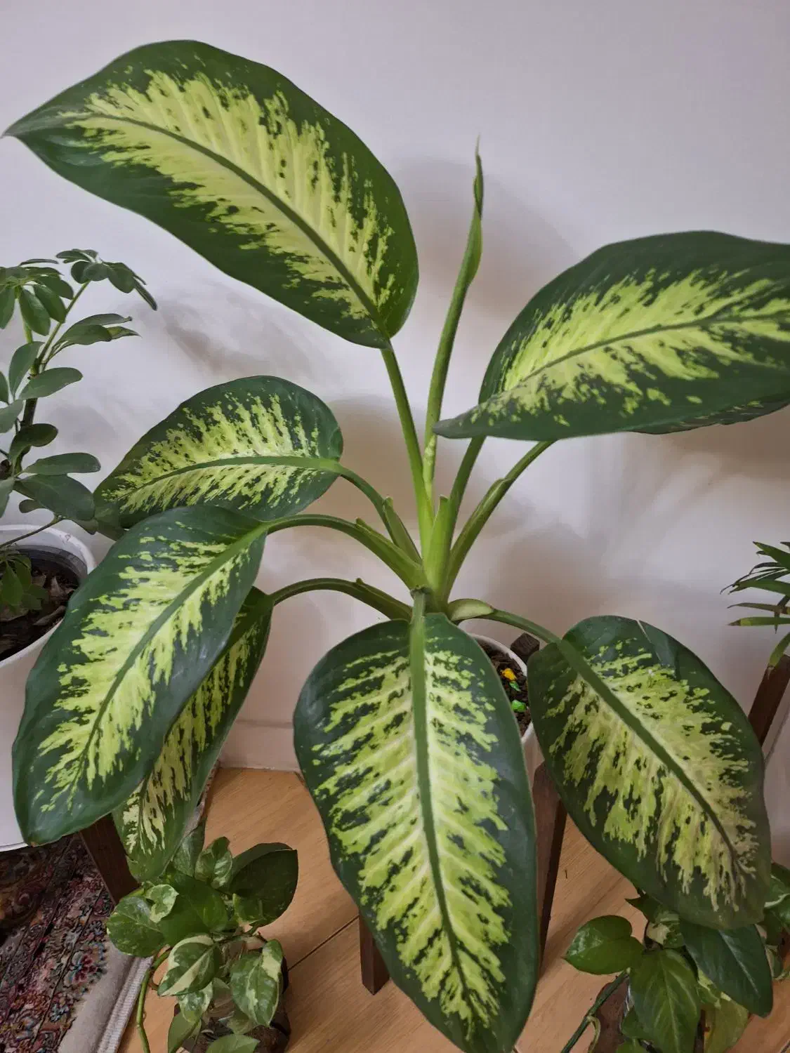 گل طبیعی|گل و گیاه طبیعی|مشهد, گلبرگ|دیوار