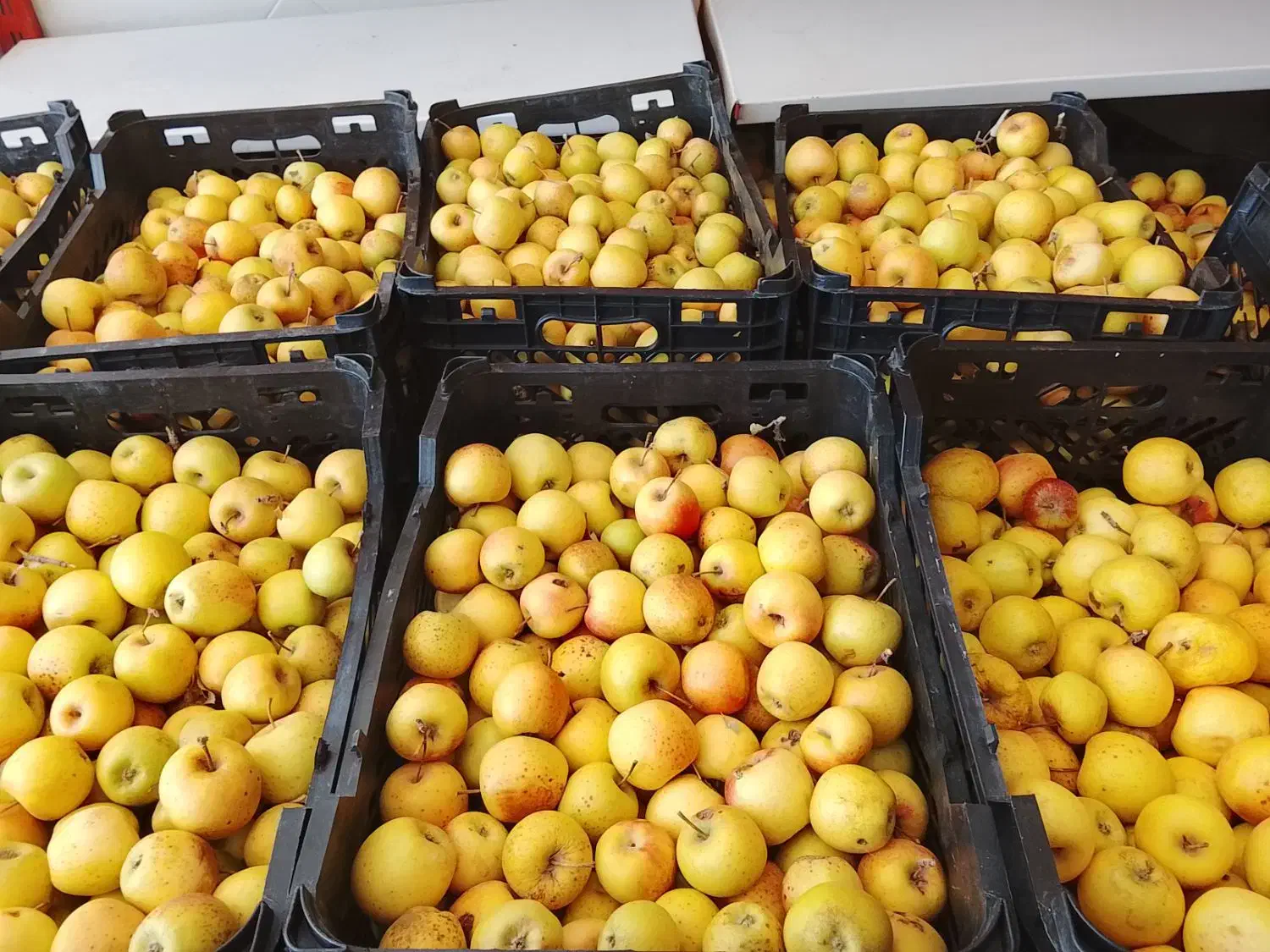 سیب ابگیری|خوردنی و آشامیدنی|قم, شهر قائم|دیوار