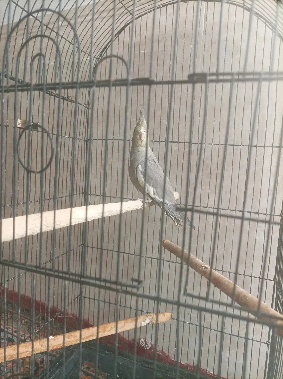 عروس هلندی با قفس بزرگ|پرنده|شریفآباد, |دیوار