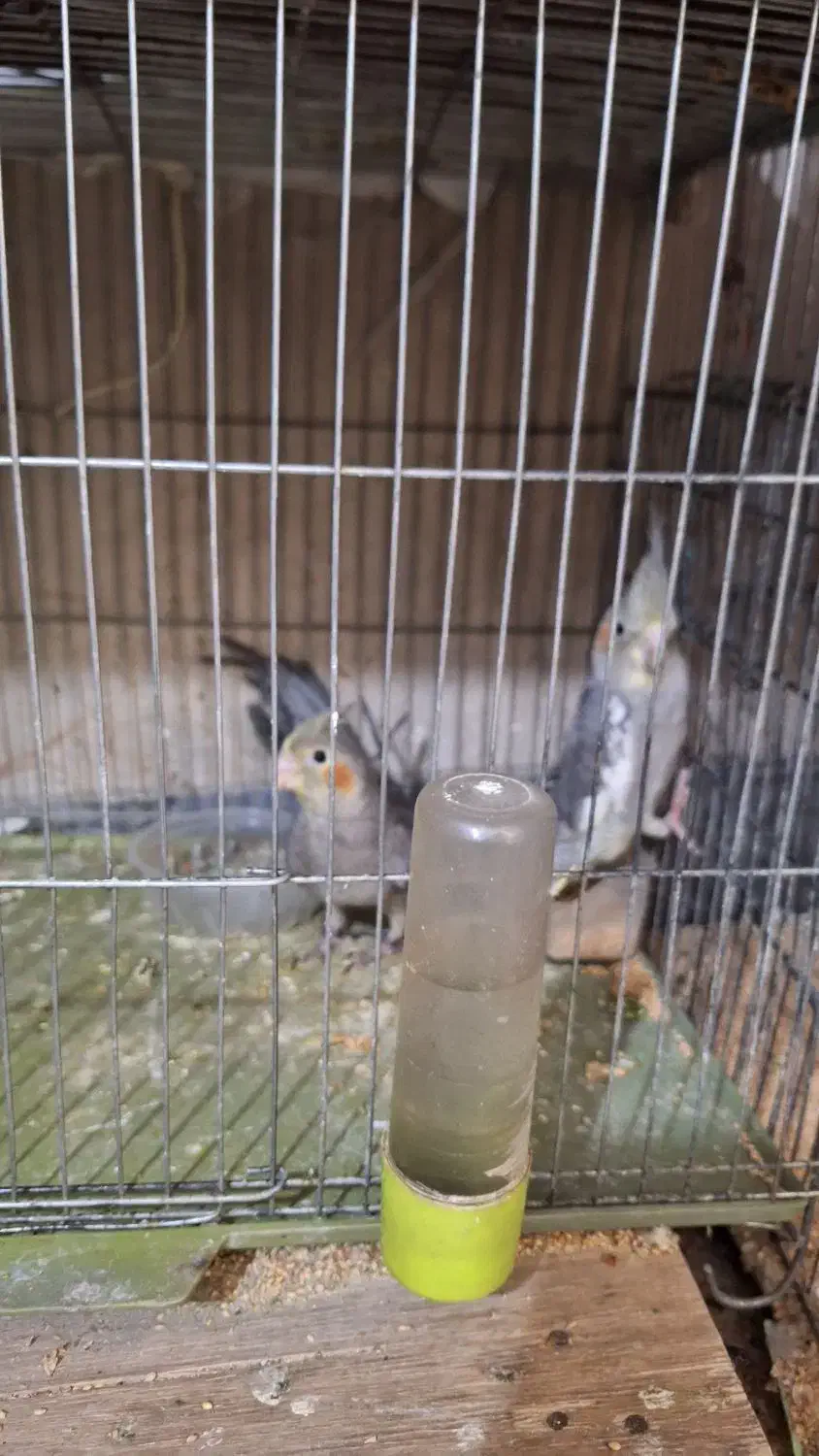 عروس هلندی|پرنده|قم, کیوانفر|دیوار