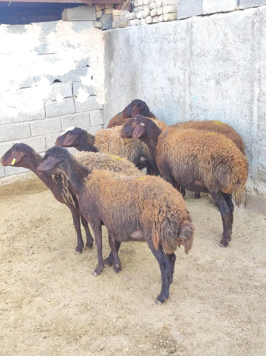 بره ماده شیشک افشار و قزل افشار|حیوانات مزرعه|محمدیه-قزوین, |دیوار