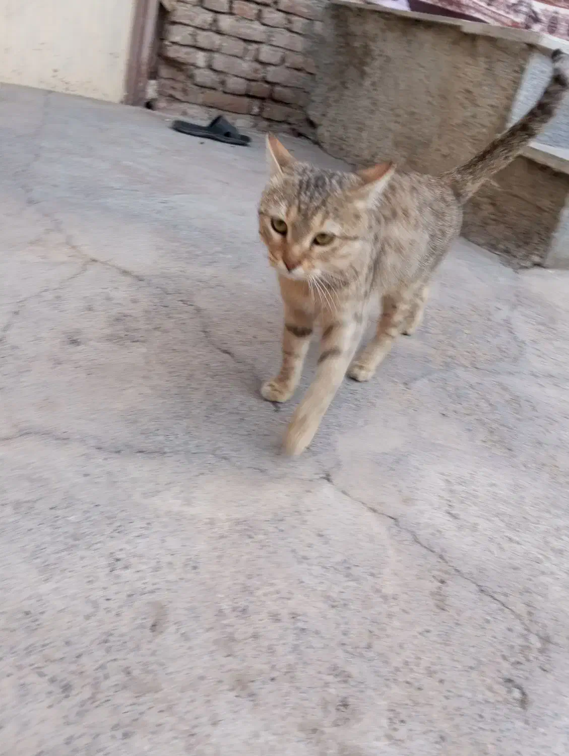 گربه خانگی|گربه|نقده, |دیوار