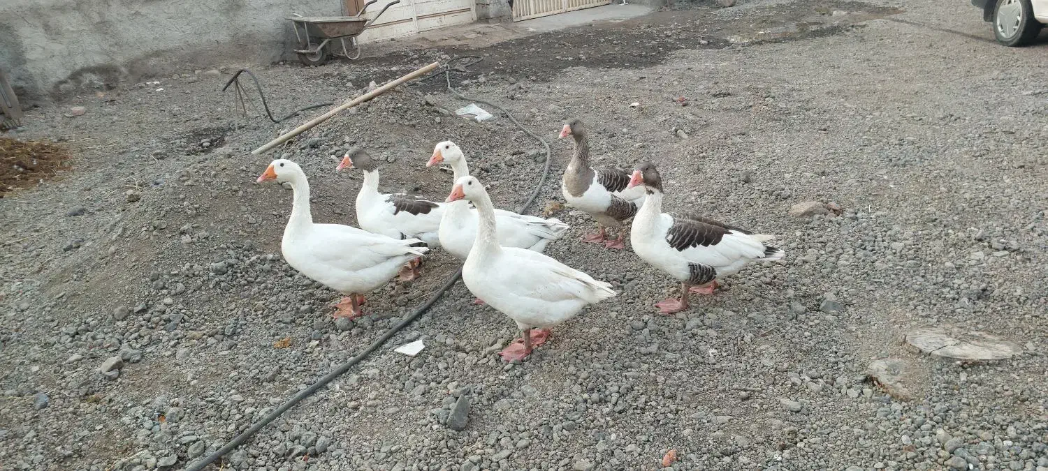 6 عدد غاز|پرنده|ویلکیج, |دیوار