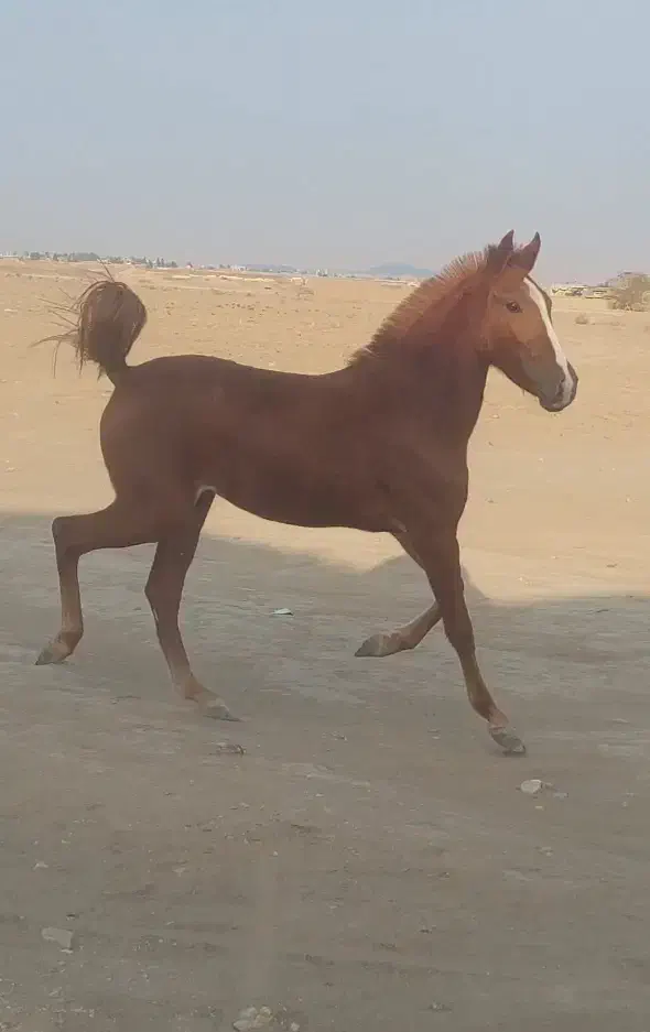 کره مادیان ناب|اسب و تجهیزات اسب‌سواری|تهران, بوستان ولایت|دیوار