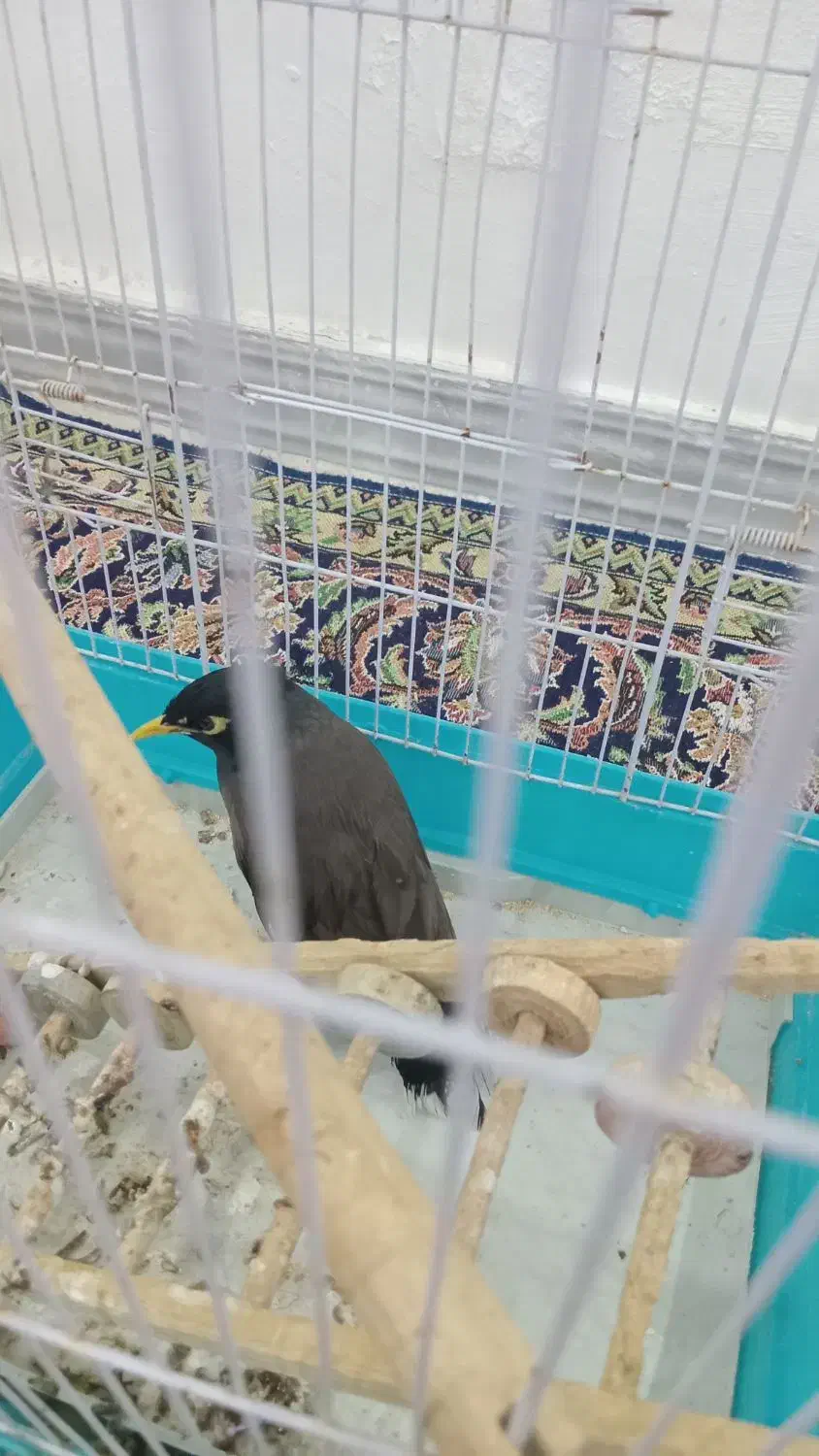 مرغ مینامعاوضه باقناری مست یاانگشتر|پرنده|ایلام, |دیوار