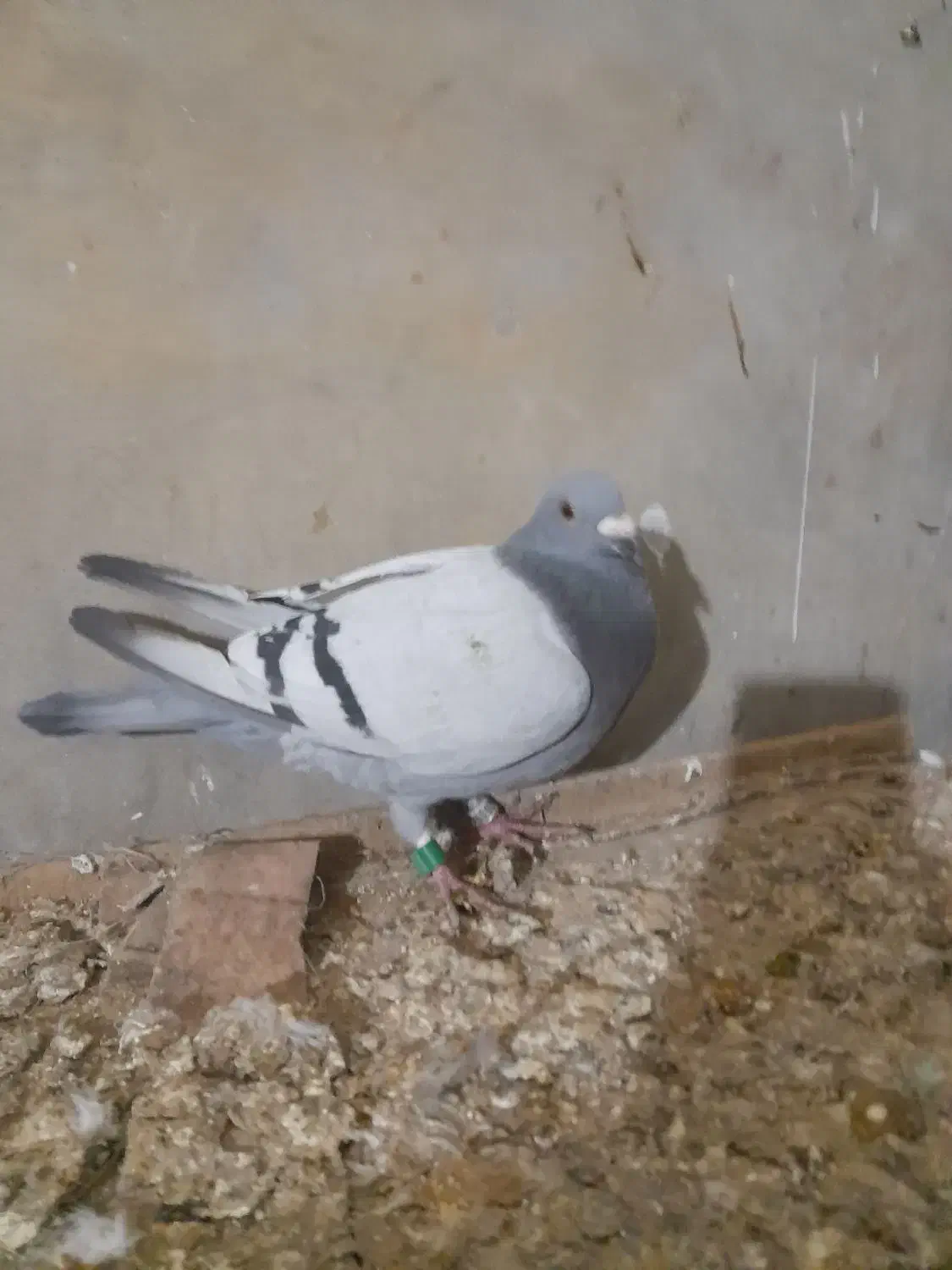 کبوتر مسافتی و پرشی|پرنده|آق قلا, |دیوار