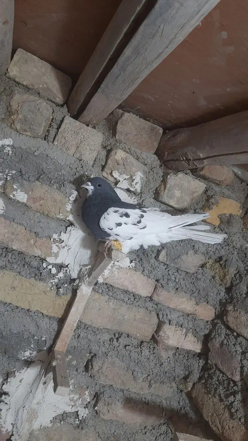 یال سیاه یقه بسته هوایی تنگ|پرنده|شیراز, بازار|دیوار