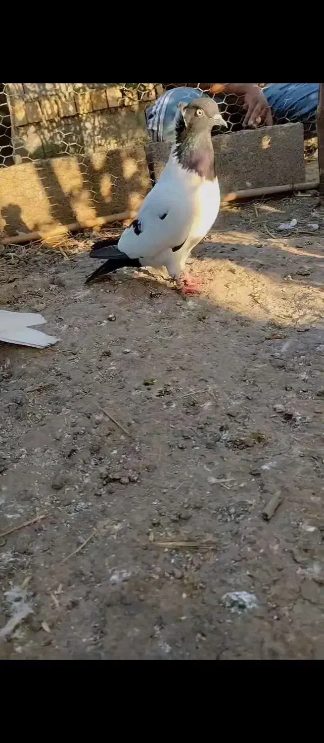 کبوتر|پرنده|سنگدوین, |دیوار