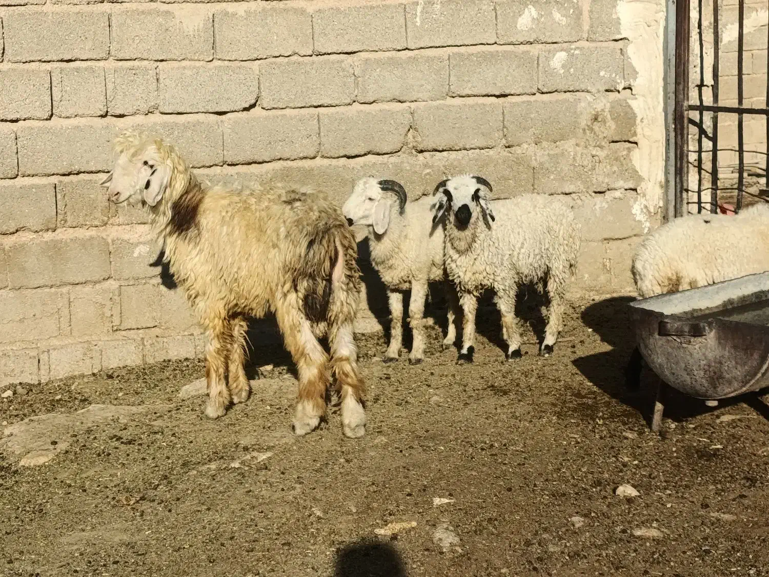 بره سبک|حیوانات مزرعه|شیراز, علی آباد|دیوار