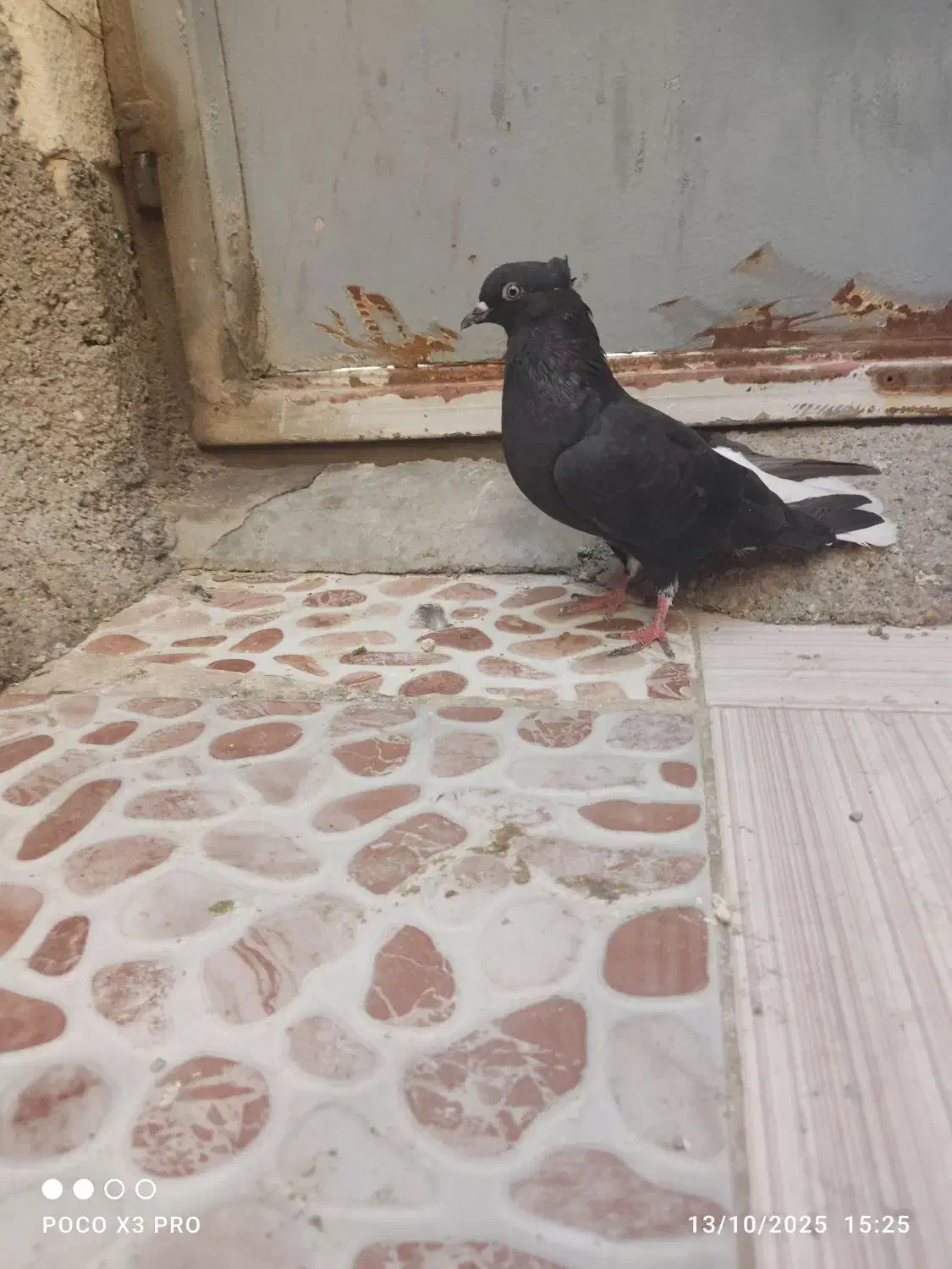 کبوتر|پرنده|خرمشهر, |دیوار