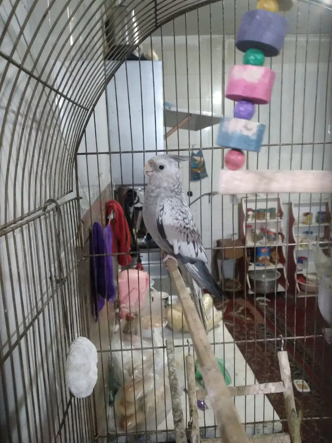 عروس هلندی|پرنده|مشهد, طرق|دیوار