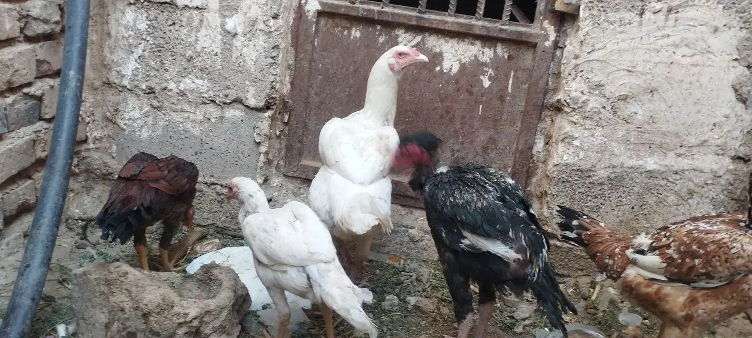 معاوضه مرغ باگوشی|حیوانات مزرعه|خاش, |دیوار