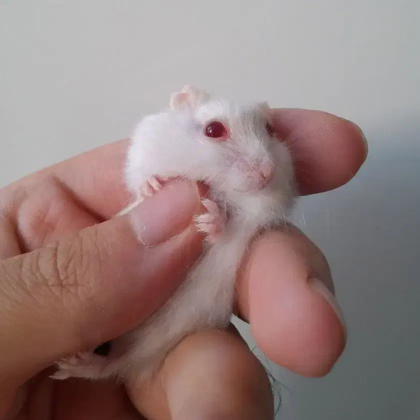 همستر کمپل|موش و خرگوش|اصفهان, خواجو|دیوار