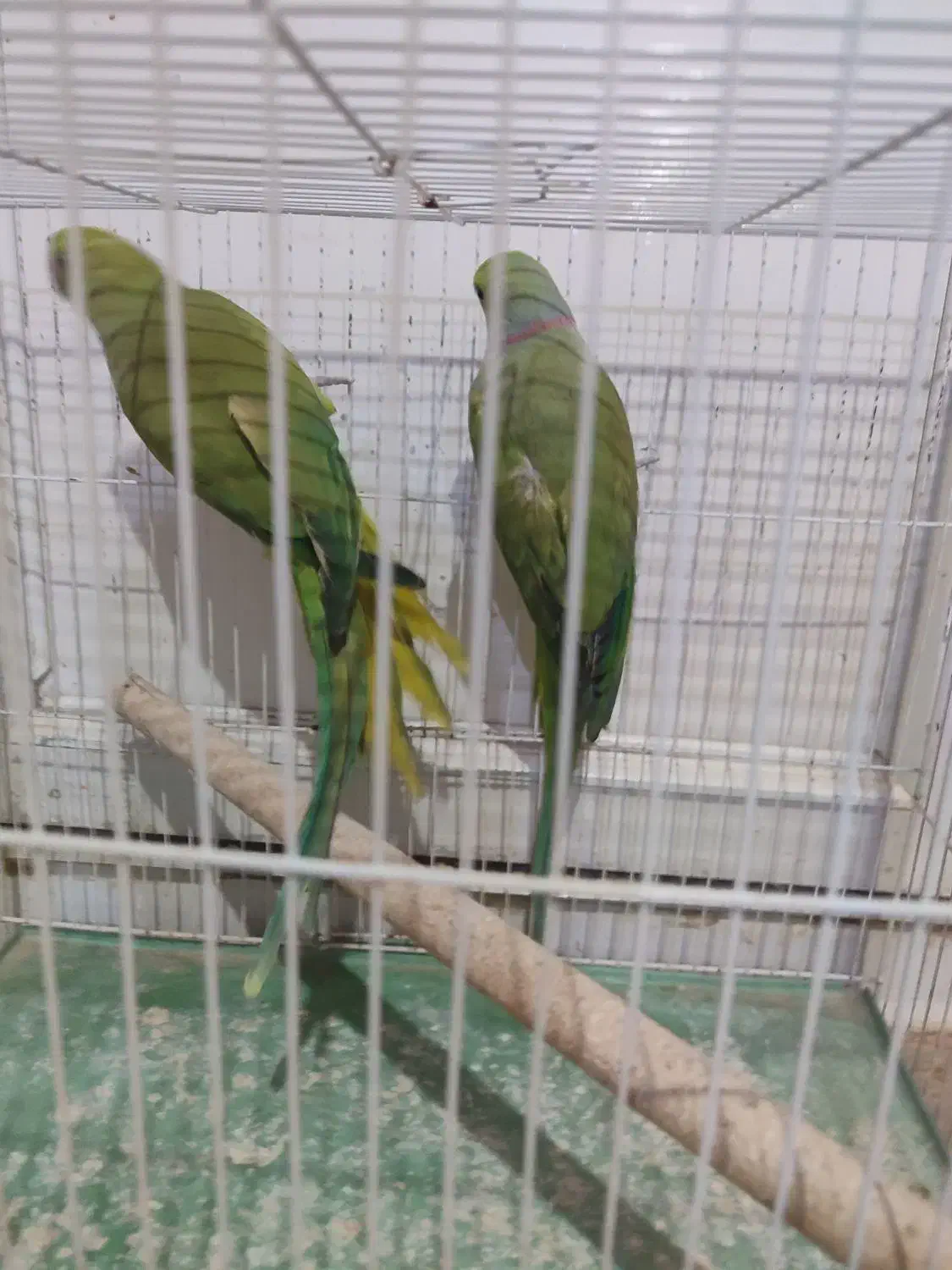 طوطی ملنگو|پرنده|چابهار, |دیوار