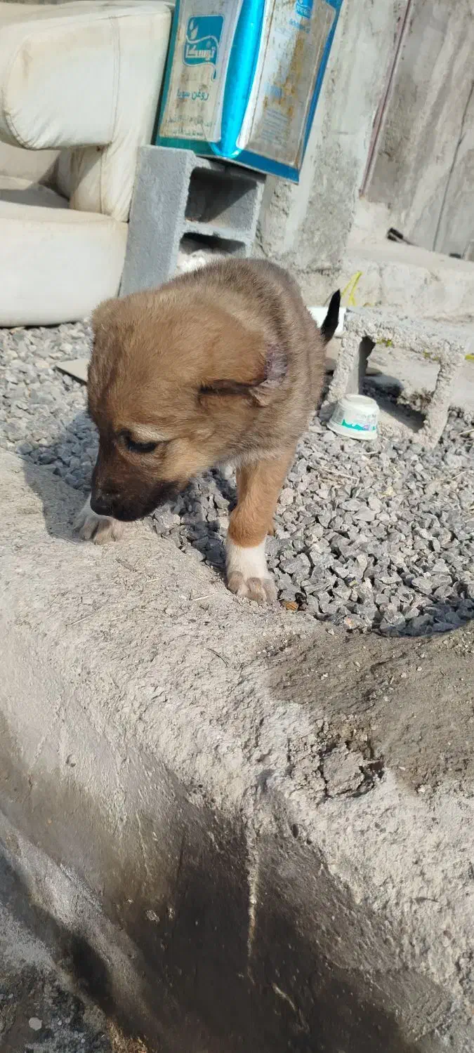 توله سگ|سگ|اصفهان, قهجاورستان|دیوار