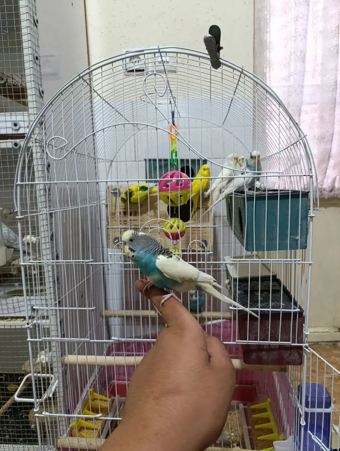 ۵ جفت مرغ عشق مولد روی تخم تضمینی|پرنده|سیرجان, |دیوار