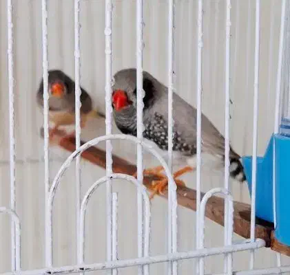 فنچ لپ سیاه|پرنده|ماهدشت, |دیوار