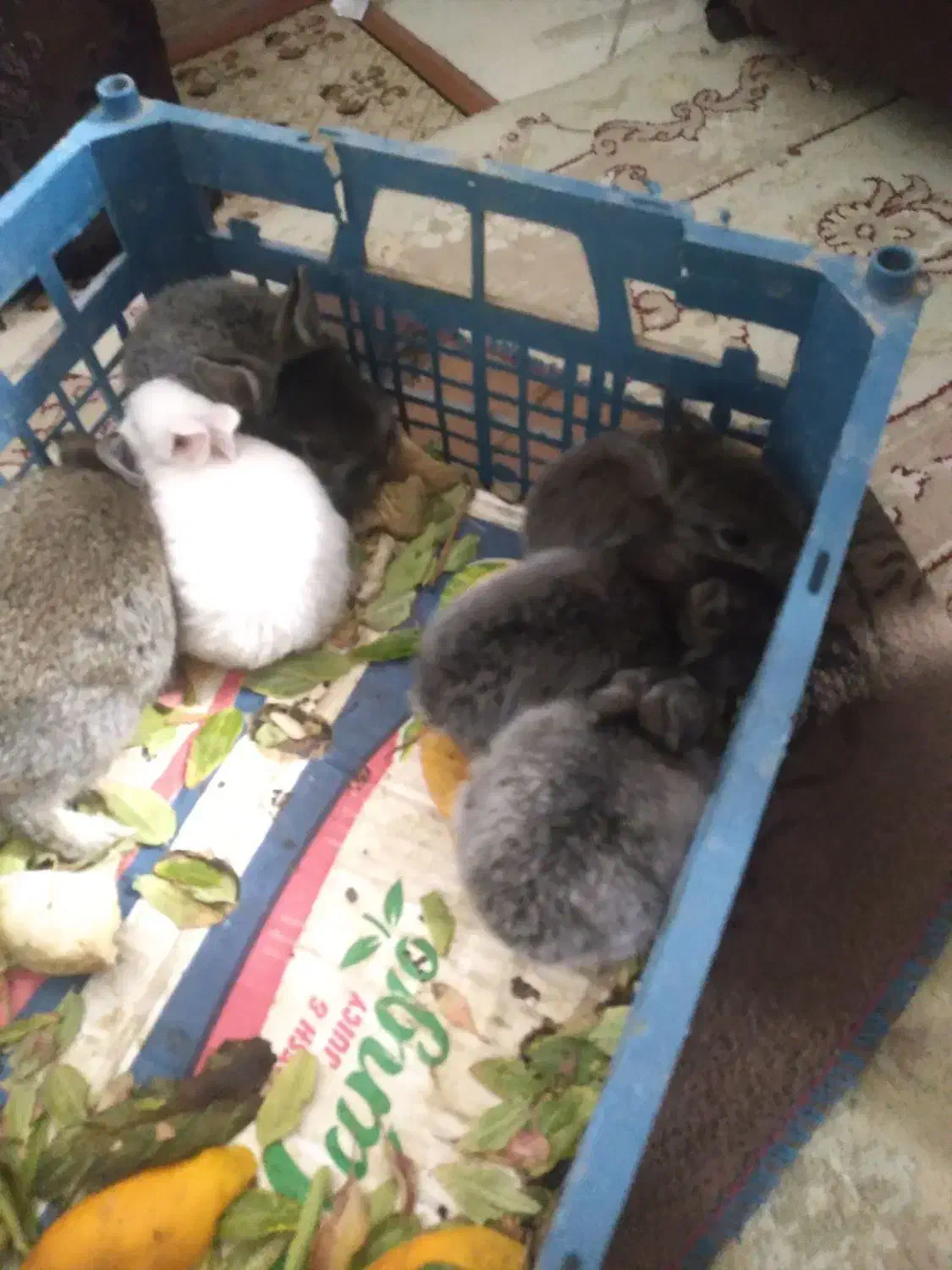 بچه خرگوش ناز وکوچولو|موش و خرگوش|بیرجند, |دیوار