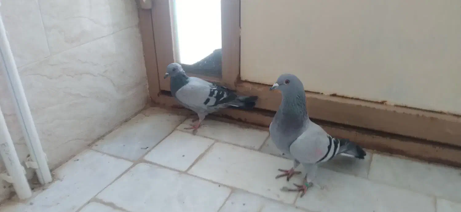 کبوتر|پرنده|میبد, |دیوار