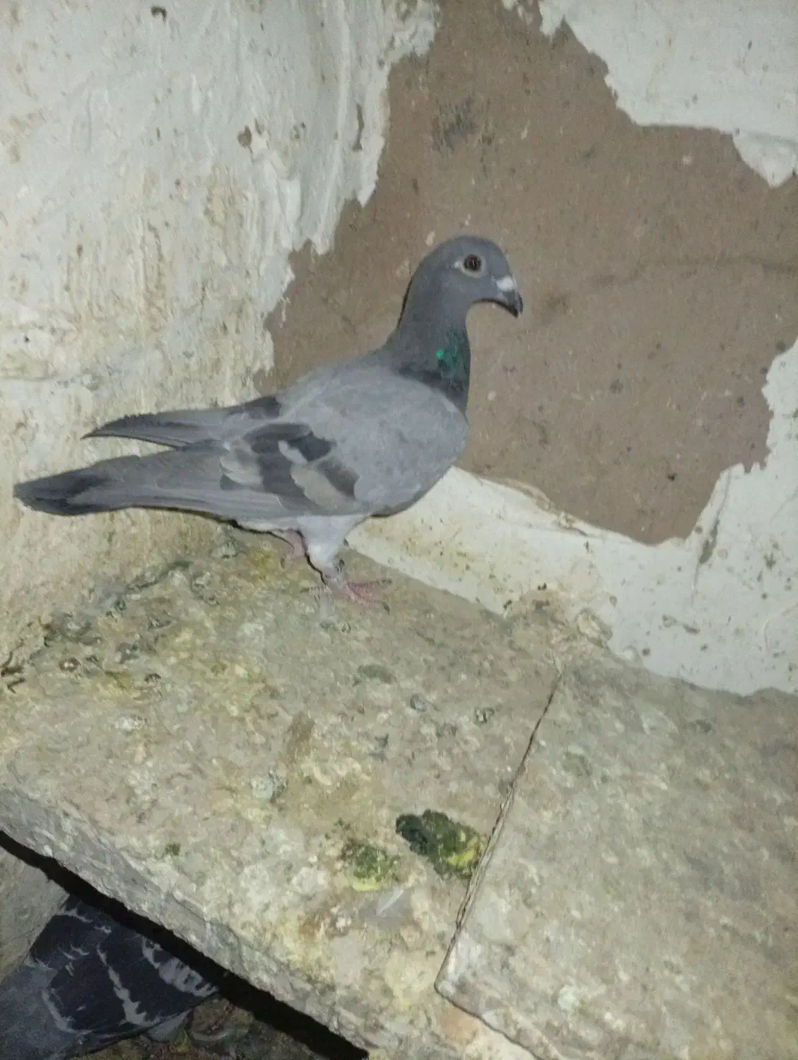 گم کردم|پرنده|خوشاب, |دیوار