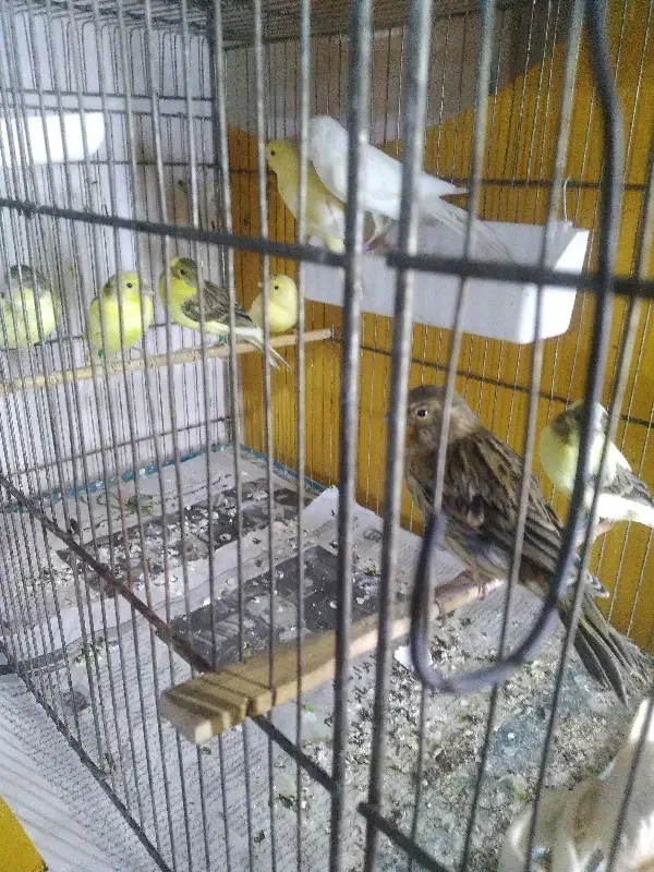 قناری جوان فنچ|پرنده|محمدشهر, ولدآباد|دیوار